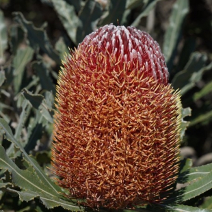 Banksia menziesii